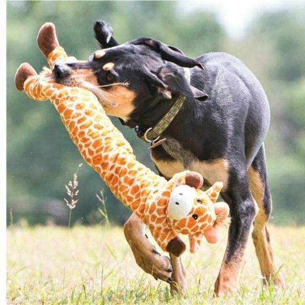 דביבון לונגי Outward Hound – תמונה 2