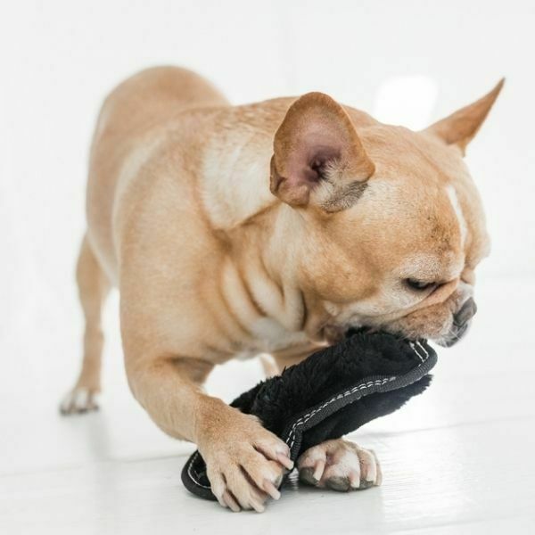 סקיני אריה בלתי מנוצח Outward Hound – תמונה 2